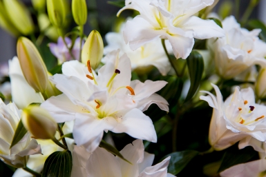 Лилии "кричат" о помощи: 2 простых шага к шикарному цветению от профи – стебли-гиганты, цветы-монстры