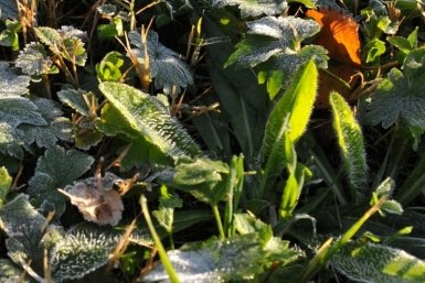 Ночные заморозки на Кубани усилятся до -5 градусов