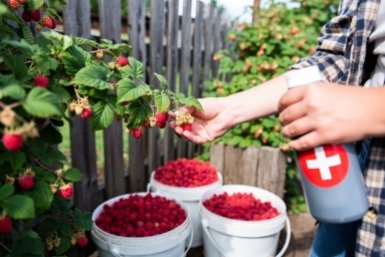 Весной их делают все: 3 "запретных" обряда для малины, после которых кусты пустеют — срочно прекратите, пока не поздно