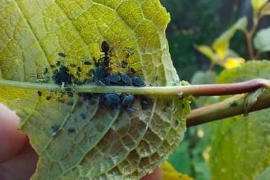 Не сорняк, а чистое золото: переловит всю тлю на участке – воткнули и забыли