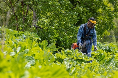 Россиянам хотят бесплатно раздавать земли, заросшие борщевиком