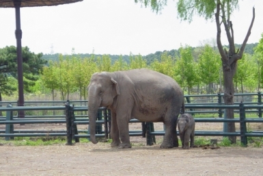 Огромный слон в возбужденном состоянии затопал мужчину в Таиланде