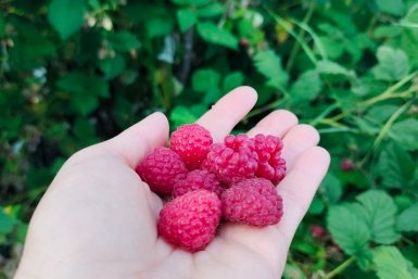 Обрабатываю малину только так — и собираю ягоды тазами без единого червячка