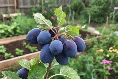 Вскружил голову дачников этот способ посадки ягоды - еще можно успеть, урожая полные ведра