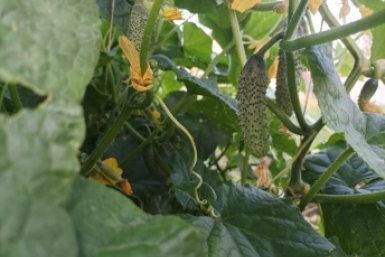 Горсть в лунку при посадке — и огурцы плодоносят как бешеные: прут до октября без остановки — закатывать не успеваю