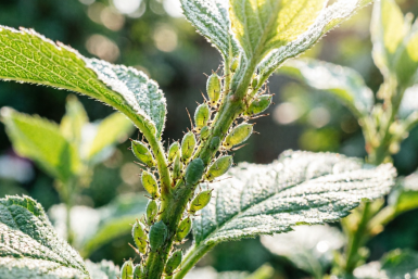 Дачники, 8 ложек уксуса: И тля скукожилась - вредитель повержен в 2 счёта