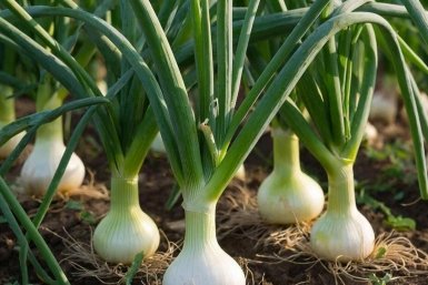 Дачники, 1 фишка при посадке: Лук крупный и сочный - вкуснее не бывает