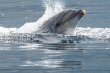 В Севастополе волонтеры запечатлели прыжки афалин и объяснили такое поведение