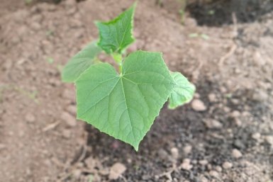 Подсаживаю цветок к огурцам — и они растут крепышами без забот: ни тли, ни сорняков