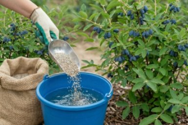 Старый дедовский метод для жимолости — 35 г в воду: кусты будут ломаться от тяжести ягод