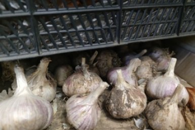 Апрельская подкормка чеснока: 1 полив - и головки не помещаются в ладонь, листья тёмно-изумрудные