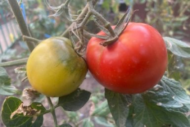 Взяла пятилитровую бутылку — и томаты вымахали за месяц: корни не задыхаются, плоды не мельчают