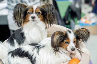 Одна встреча с лабрадором — и вы его друг навек: 6 пород, которые не знают слова "чужой"