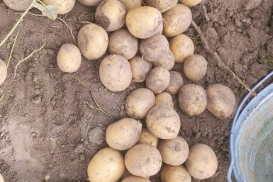 Делаю 1 поперечный разрез — и собираю ведро картошки с куста: готовлю клубни за месяц до посадки