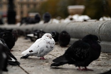 Пока вы спали: Пасхальное перемирие, стримы чиновников, ондатры объявили людям войну