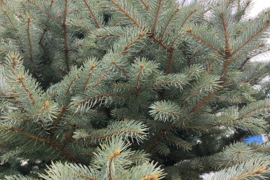 Почему нельзя сажать голубую ель рядом с домом и в огороде: приметы, суеверия, рекомендации