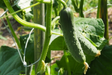 Квашу семена огурцов в стакане молока - и зеленцов по 2 ведра с куста: ни копейки не потратил