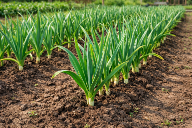 Как только просохнет почва чесноку — обязательно: 10 столовых ложек заменит грузовик навоза — головки размером с кулак