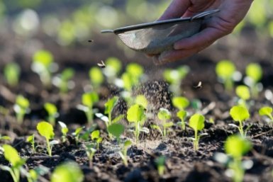 Вредители в панике: редис опудриваем сразу после появления первого листочка — спасаем урожай 1 стаканом