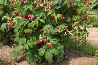 Малина усыпана крупными ягодами — и все благодаря этим подкормкам: весенние приемы для послушных кустов