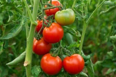 Плоды слаще меда: 3 топовых сорта томатов 2026 — соседи будут заглядывать через забор