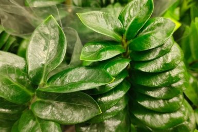 1 ложка в воду — и замиокулькас распирает горшок: упругие рахисы и мощные клубни — подкормка для роста