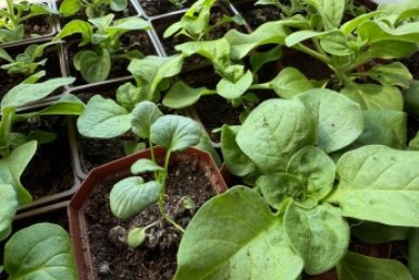 Не рассада, а настоящие "крепыши": после пикировки поливаем растения такой подкормкой — прут как на дрожжах