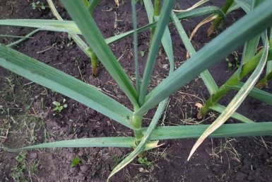 С 1 по 10 мая чесноку — обязательно: 40 гр. в воду — и ядреные головки лопаются от силы