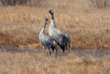 Журавли пресс-службы Сохондинского заповедника