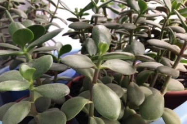 Для насыщения листочков толстянке — обязательно: 1 стакан в горшок — и суккулент мясистый и "жирненький"