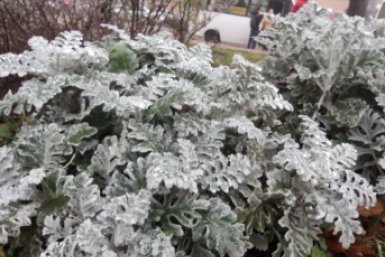 Заморозки снова ударят по Ставрополью ночью 11 апреля