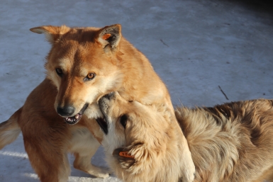 В Приангарье одобрили законопроект о безнадзорных животных на фоне угрозы людям Анастасия  Москалева, ИА ChitaMedia
