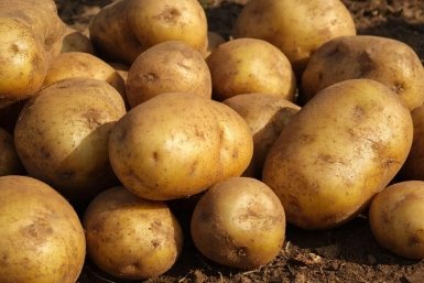Не сорт, а радость дачника: какой картофель дает самые вкусные клубни - с куста собираем по 10 кг урожая