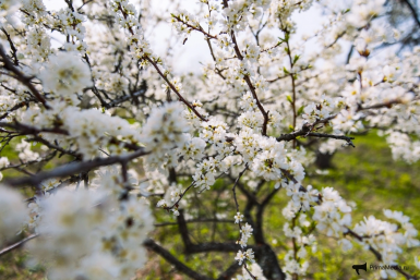 Новость дня