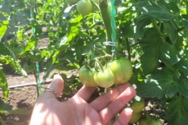 Киньте 1 горсть в лунку - томаты сочные как стейк: летом подкормки не нужны