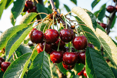 2 простых шага в апреле — черешня, как на юге: черная, упругая, сладкая, и ни единого червя