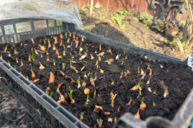 Дачники, запишите лучшие дни для посадки рассады в апреле 2026