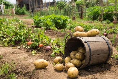 Сажаем картошку в мае только в эти дни — обязательно: собираем с сотки по 10 мешков — благоприятные даты