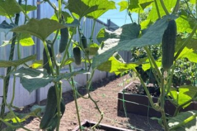 Огурцы будут плодоносить до поздней осени: вот что нужно посадить рядом с ними уже сейчас
