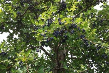 Заслуженный агроном рассказал, как выбрать иргу. Урожай 7 кг с куста