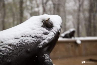 Дождь, снег, туман: все виды осадков прогнозируют для ставропольцев на Пасху