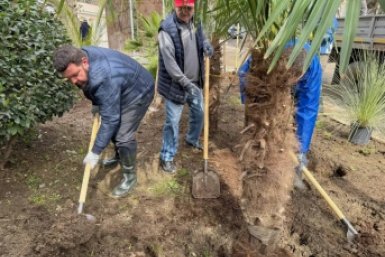 В Ялте высадили один из самых крупных розариев города