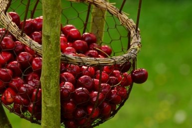 Бросаю 1 горсть в вишню — и завязей немерено: собираю сладкие ягоды ведрами, хоть соседям раздавай