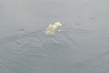 Тело неизвестного мужчины помогли вывезти из леса спасатели в Невинномысске