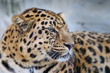 Выбрали имя для третьего котенка из семьи дальневосточных тигров Пресс-служба ВТБ