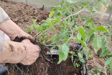 Когда высаживать рассаду томатов в открытый грунт? Есть "сигнальный" день – урожая много даже в "поганое" лето