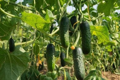 Дачники, это не огурцы, а завод по производству зеленцов: 3 классных сорта для вас
