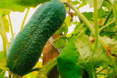 Как и когда сеять огурцы сразу в грунт - есть особый день: урожая хватит на весь Китай