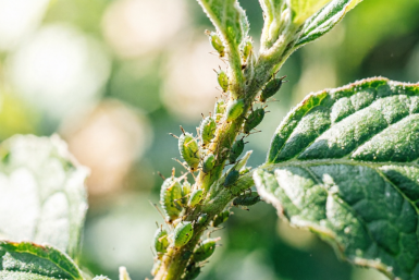 Дачники, вот 3 действенных раствора от тли: Работают против "гадов" безотказно