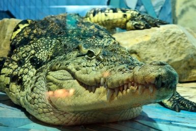 Крокодил утащил женщину в воду, когда она поливала овощи в Зимбабве